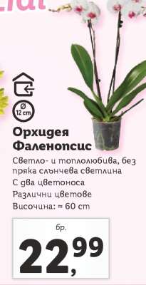 Орхидея Фаленопсис
