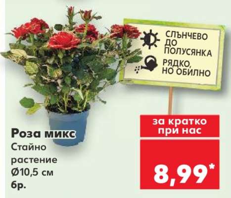 Роза микс