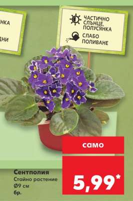 Сентполия