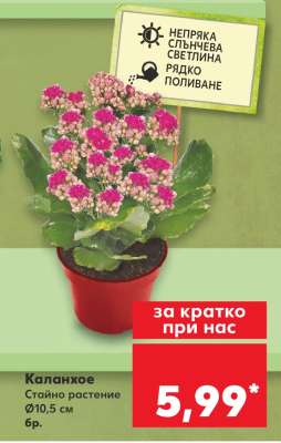 Каланхое