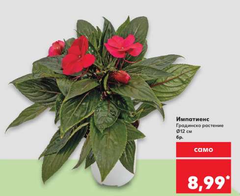 Импатиенс