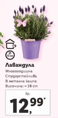 Лавандула