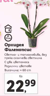 Орхидея Фаленопсис