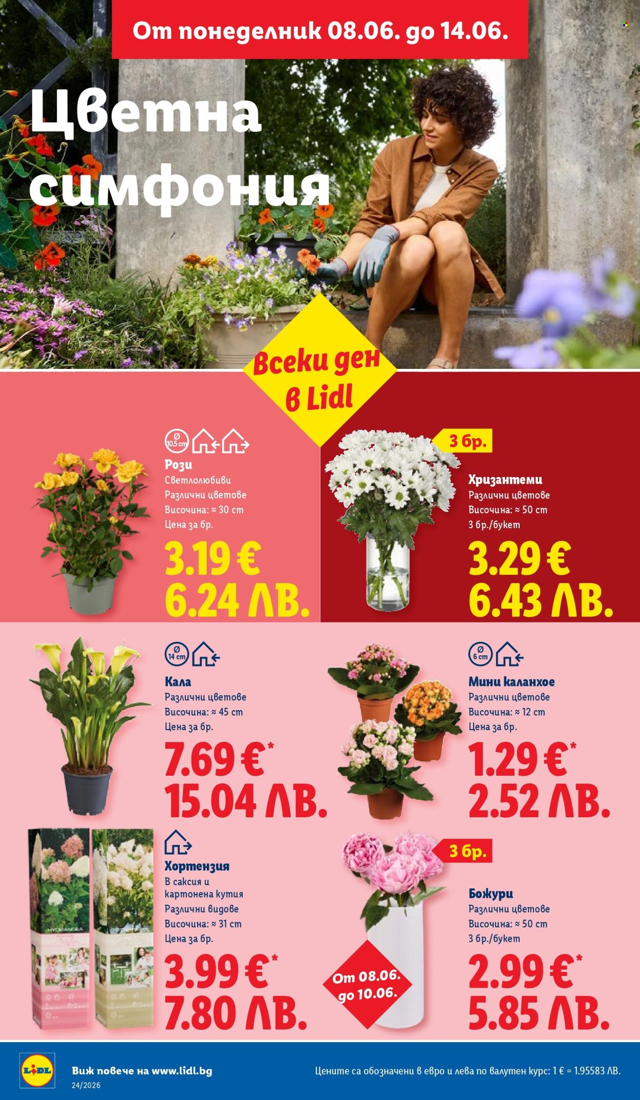 Брошура на Лидл - 08.06.2026 - 14.06.2026. Страница 48