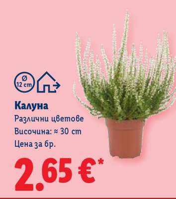 Калуна