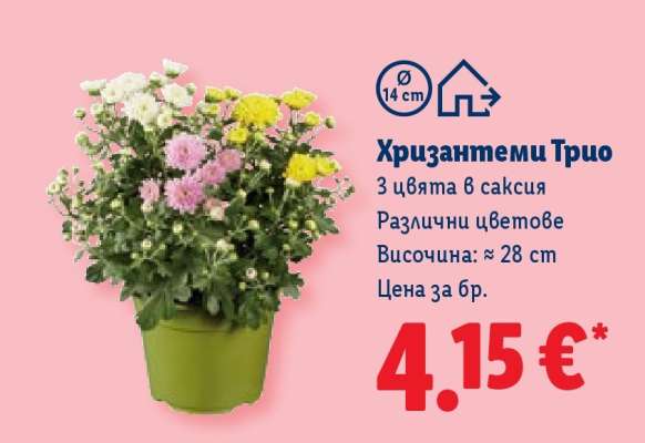 Хризантеми Трио