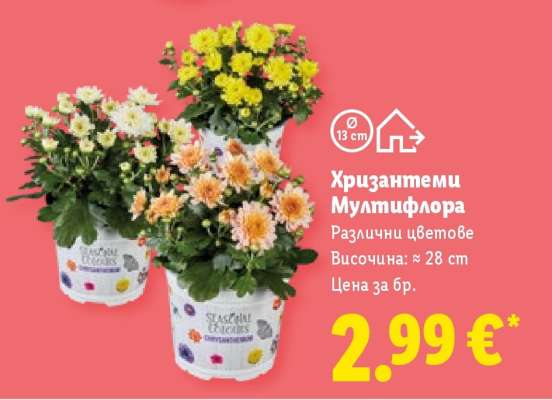 Хризантеми Мултифлора