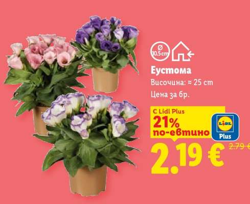 Еустома