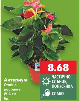 Антуриум