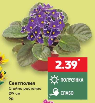 Сентполия