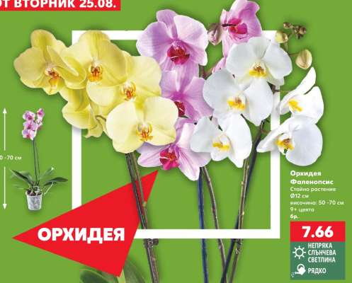 Орхидея