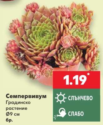 Семпервивум