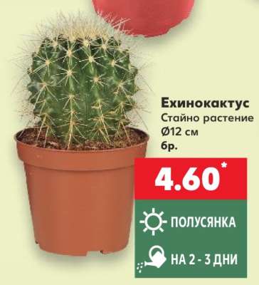 Ехинокактус