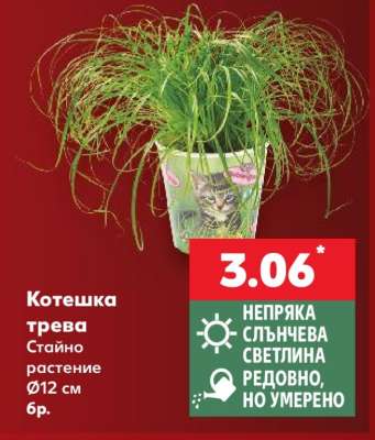 Котешка трева
