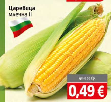 Царевица млечна II