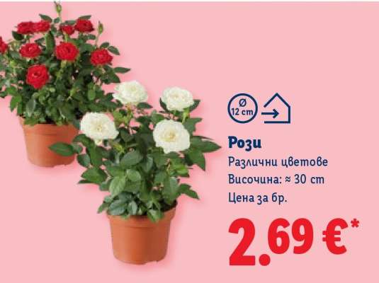 Рози