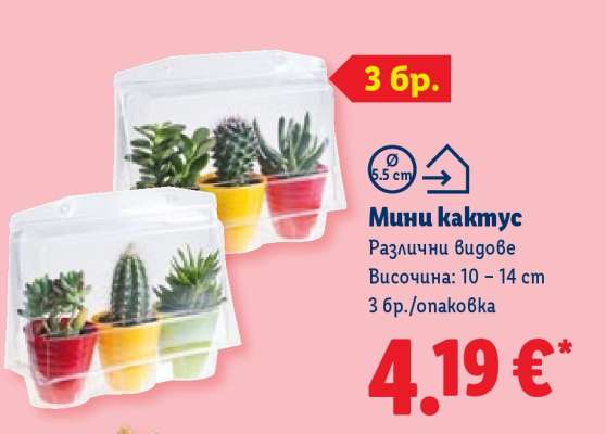 Мини кактус