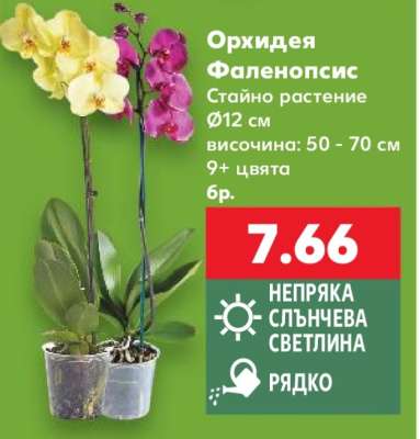 Орхидея Фаленопсис