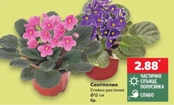 Сентполия