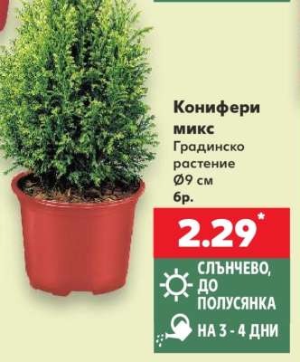 Конифери микс