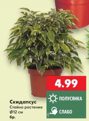 Скидапсус