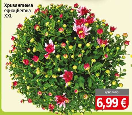 Хризантема едноцветна XXL