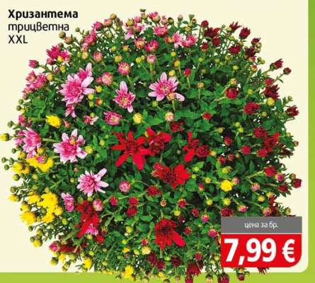 Хризантема трицветна XXL