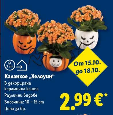 Каланхое Хелоуин