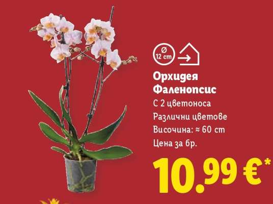 Орхидея Фаленопсис
