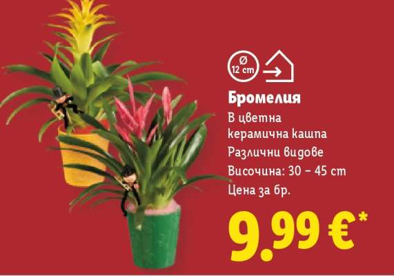 Бромелия