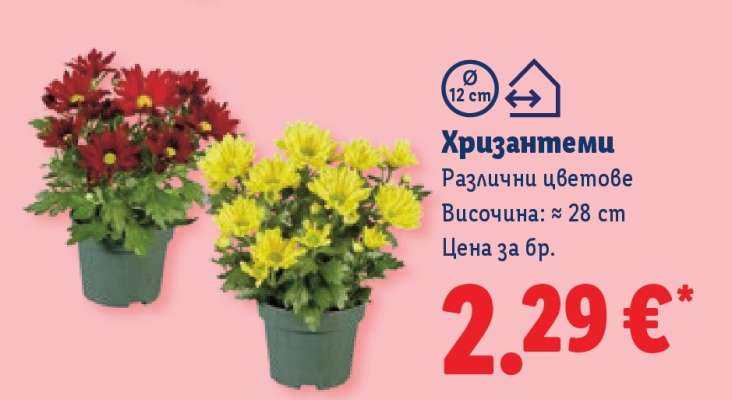 Хризантеми