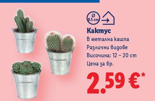 Кактус